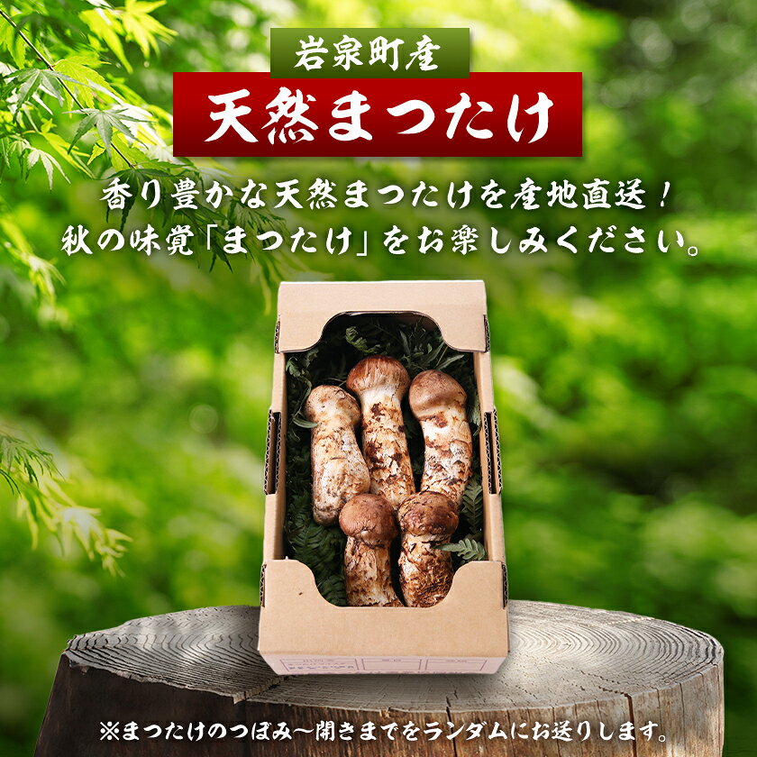 【ふるさと納税】【2026秋発送】岩泉まつたけ 直送 500g_ 松茸 まつたけ マツタケ 国産 国産松茸 天然松茸 天然まつたけ きのこ キノコ 産直 産地直送 焼き松茸 天ぷら 土瓶蒸し 松茸ご飯 秋の味覚 岩手県 岩泉町 送料無料 【配送不可地域：離島】【1423376】 - 画像2
