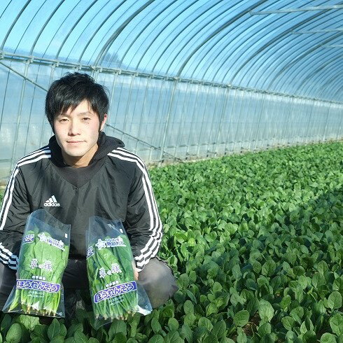 野菜 イケメン農家が育てた 普代村産 ほうれんそう (約185g×12袋) 新鮮 採れたて ほうれん草 野菜 やさい サラダ おひたし