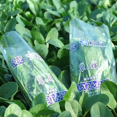 【ふるさと納税】 野菜 イケメン農家が育てた 普代村産 ほうれんそう (約185g×12袋) 新鮮 採れたて ほうれん草 野菜 やさい サラダ おひたし - 画像2