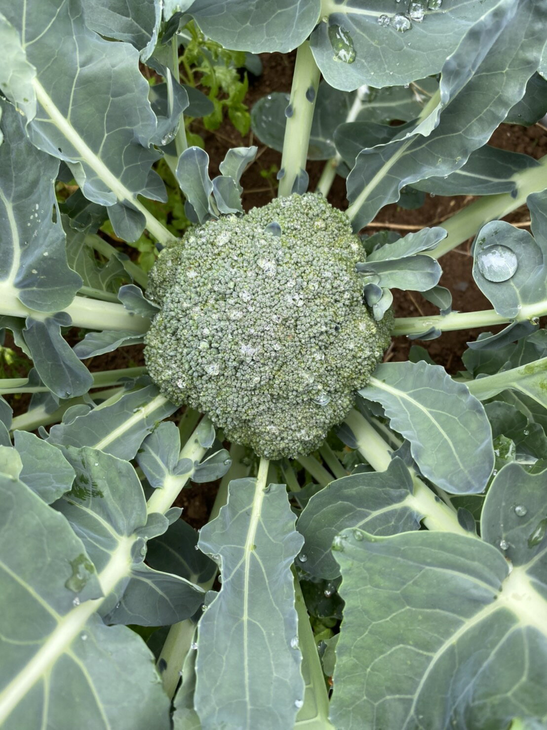 【ふるさと納税】 【先行予約】 【令和8年6月頃～発送予定】 新鮮 朝採れブロッコリー Mサイズ以上 7玉 野菜 ブロッコリー 朝採り 朝採れ 朝どれ サラダ 食品 - 画像2