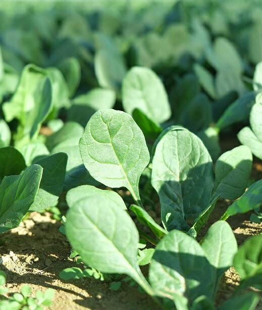 【ふるさと納税】 野菜 イケメン農家が育てた 普代村産 ほうれんそう (約185g×12袋) 新鮮 採れたて ほうれん草 野菜 やさい サラダ おひたし - 画像3