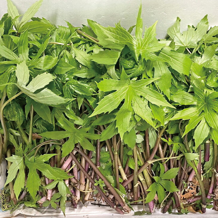 【ふるさと納税】 【先行予約】 【4月下旬頃～発送予定】 山菜 しどけ 約200g 天然山菜 さんさい 野菜 やさい 山の幸 旬 - 画像3