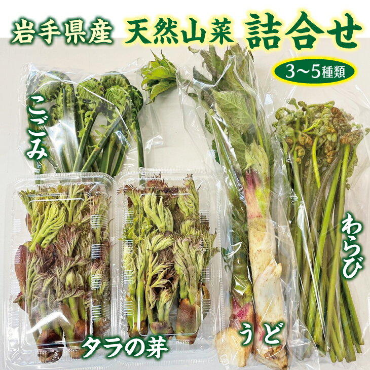 【ふるさと納税】 【先行予約】 【4月下旬頃～発送予定】 山菜 天然の山菜セット3～5種類程度 たらのめ しどけ わらび こごみ 山うど コシアブラ 天然山菜 さんさい 野菜 やさい 山の幸 旬 - 画像3