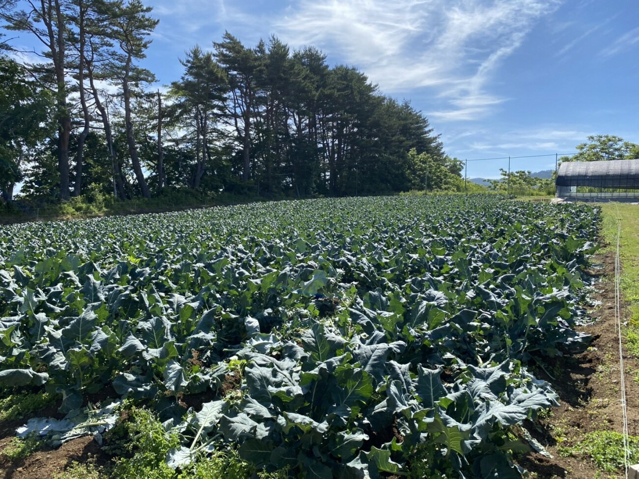 【ふるさと納税】 【先行予約】 【令和8年6月頃～発送予定】 新鮮 朝採れブロッコリー Mサイズ以上 7玉 野菜 ブロッコリー 朝採り 朝採れ 朝どれ サラダ 食品 - 画像3