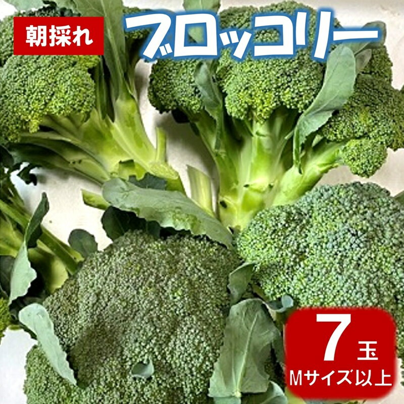 【先行予約】 【令和8年6月頃～発送予定】 新鮮 朝採れブロッコリー Mサイズ以上 7玉 野菜 ブロッコリー 朝採り 朝採れ 朝どれ サラダ 食品