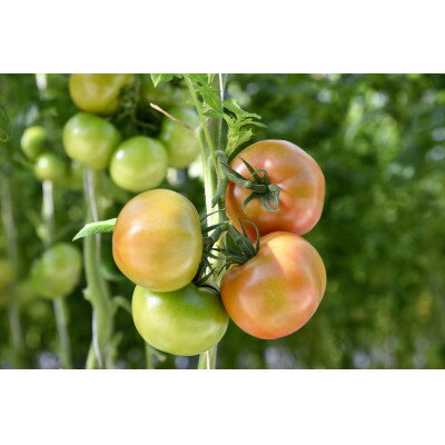 【ふるさと納税】【宮城県産】パプリカ・トマト詰合わせセット【配送不可地域：離島】【1401739】 - 画像2