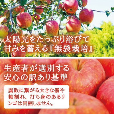【ふるさと納税】宮城県産 ご家庭用 サンふじ5kg(11～20玉入り)生産者選別済みのリンゴ【1461381】 サムネイル3