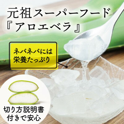 【ふるさと納税】【食用】朝採り アロエベラ生葉 3kg(3枚～6枚)3年物 宮城県産【1461383】 - 画像2