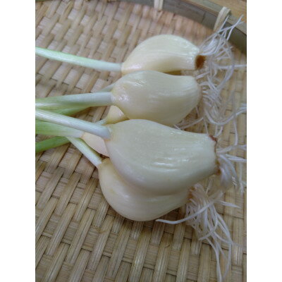 【ふるさと納税】仙台いずみ泉ヶ岳にんにく200g×3パック【配送不可地域：離島】【1483160】 - 画像2