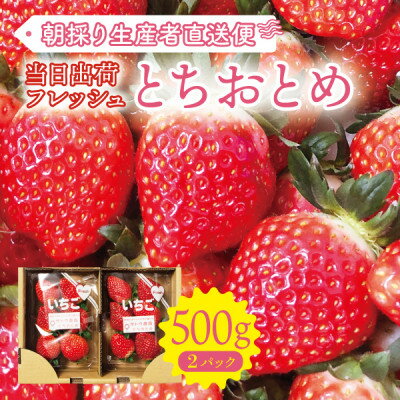 【宮城県産とちおとめ 500g】フレッシュ朝摘みいちご 約250g×2パック 置き並べ【配送不可地域：離島】【1548028】
