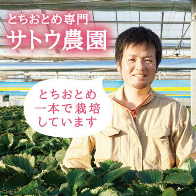 【ふるさと納税】【宮城県産とちおとめ 500g】フレッシュ朝摘みいちご 約250g×2パック 置き並べ【配送不可地域：離島】【1548028】 サムネイル3