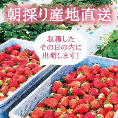【ふるさと納税】【宮城県産とちおとめ 1kg】フレッシュ朝摘みいちご 約250g×4パック 置き並べ【配送不可地域：離島】【1548030】 サムネイル2
