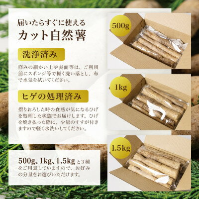 【ふるさと納税】蔵王の雪下自然薯 約1.5kg【カット・切り芋】ご自宅ご家庭用・とろろもオススメ・処理済み【1674215】 - 画像3