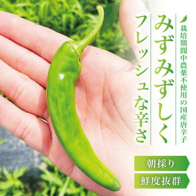 【ふるさと納税】【宮城県産】生青唐辛子1kgセット(500g×2袋)激辛韓国品種 西根の森|太良衛門【1702349】 - 画像2