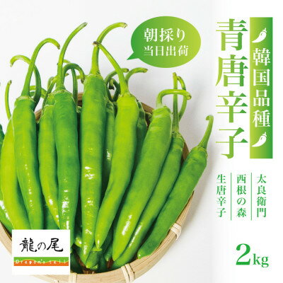 【宮城県産】生青唐辛子2kgセット(500g×4袋)激辛韓国品種 西根の森|太良衛門【1702350】
