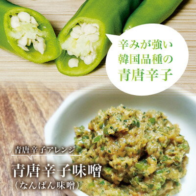 【ふるさと納税】【宮城県産】生青唐辛子2kgセット(500g×4袋)激辛韓国品種 西根の森|太良衛門【1702350】 - 画像3