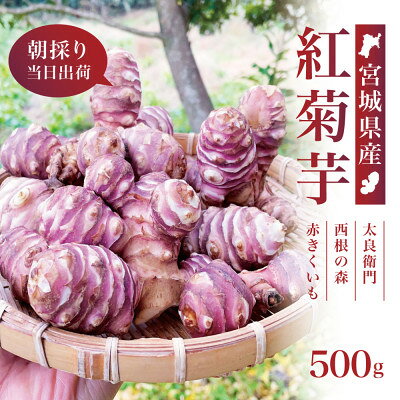 【宮城県産】紅菊芋 500g(500g×1袋) 生きくいも 西根の森|太良衛門【1704785】