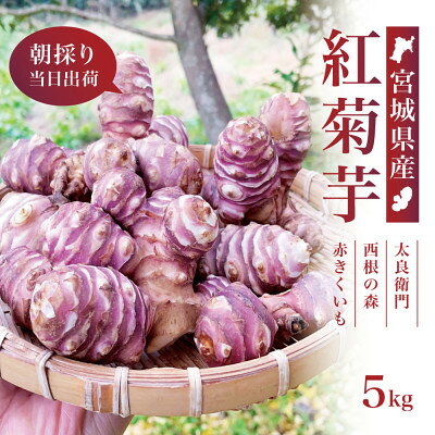 【宮城県産】紅菊芋5kgセット(1kg×5袋) 生きくいも 西根の森|太良衛門【1704796】