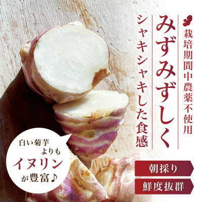【ふるさと納税】【宮城県産】紅菊芋5kgセット(1kg×5袋) 生きくいも 西根の森|太良衛門【1704796】 - 画像2