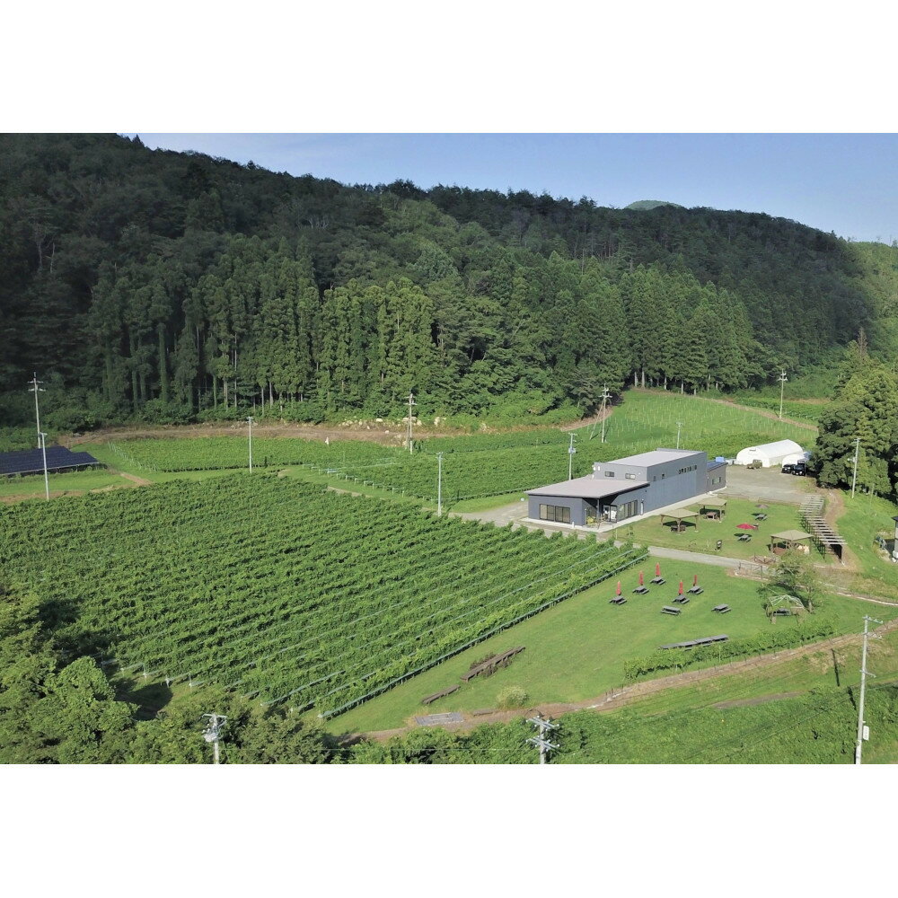 【ふるさと納税】ネオトレイル 甲州 NEO TRAIL KOSHU 2024　750ml×1本【 オレンジワイン お酒 アルコール アルコール飲料 晩酌 家飲み 宅飲み 飲み会 集まり バーベキュー BBQ イベント 飲み物】 | お酒 さけ 人気 おすすめ ギフト シードル　ワイン サムネイル3