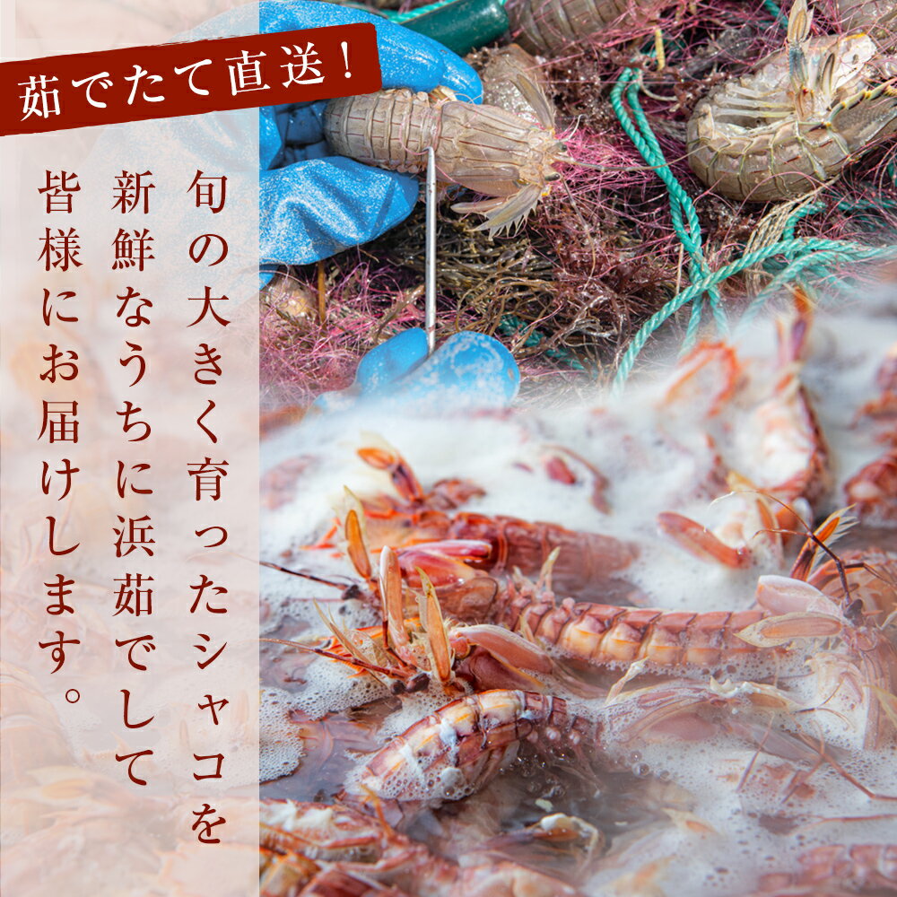 【ふるさと納税】【先行予約：2026年5月以降順次発送】季節限定 宮城県産 浜茹で シャコエビ 500g（オスメス混合）数量限定 冷蔵 産地直送 殻付き 子持ち ガサエビ シャッパ シャク しゃこえび 宮城県 石巻市 しゃこ 肉厚 ノンフローズン 新鮮 蝦蛄 ボイルシャコ - 画像2