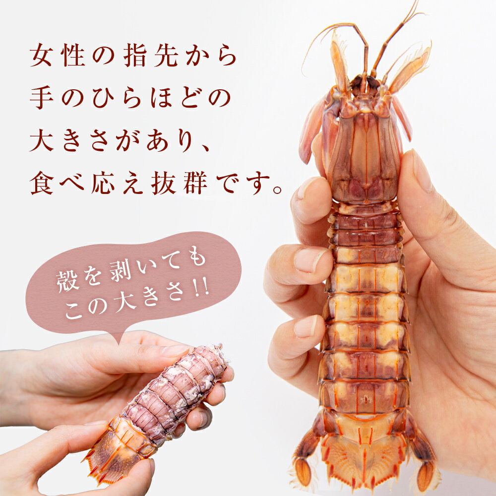 【ふるさと納税】【先行予約：2026年5月以降順次発送】季節限定 宮城県産 浜茹で シャコエビ 500g（オスメス混合）数量限定 冷蔵 産地直送 殻付き 子持ち ガサエビ シャッパ シャク しゃこえび 宮城県 石巻市 しゃこ 肉厚 ノンフローズン 新鮮 蝦蛄 ボイルシャコ - 画像3