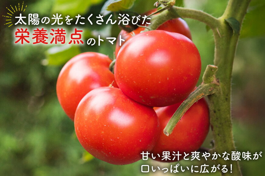 【ふるさと納税】 【期間限定発送】波乗り トマト とまたん 4kg (20個入) [サンフレッシュ小泉農園 宮城県 気仙沼市 20564139] 野菜 とまと 国産 夏野菜 やさい さっぱり サラダ サッパリ 新鮮 甘い カプレーゼ リコピン - 画像3