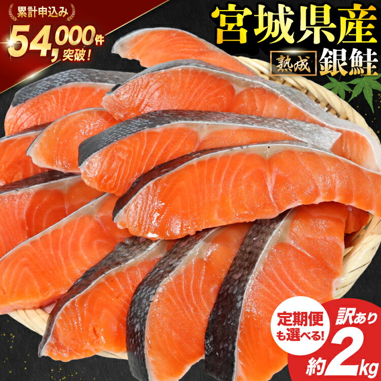 訳あり 宮城県産 熟成 銀鮭 切身 約2kg【選べる定期便】 [宮城東洋 宮城県 気仙沼市 20562687] 鮭 海鮮 魚介類 国産 さけ 鮭 甘口 サケ 鮭切身 シャケ 切り身 冷凍 おかず 弁当 支援 事業者支援 サーモン 魚 銀鮭切り身 定期便
