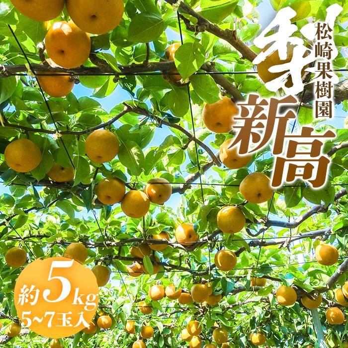 梨「新高」約5kg（5～7玉入）【松崎果樹園】｜梨 ナシ こだわりの梨 フルーツ 果物 旬の梨 宮城県角田市 約5kg | フルーツ 果物 くだもの 食品 人気 おすすめ 送料無料