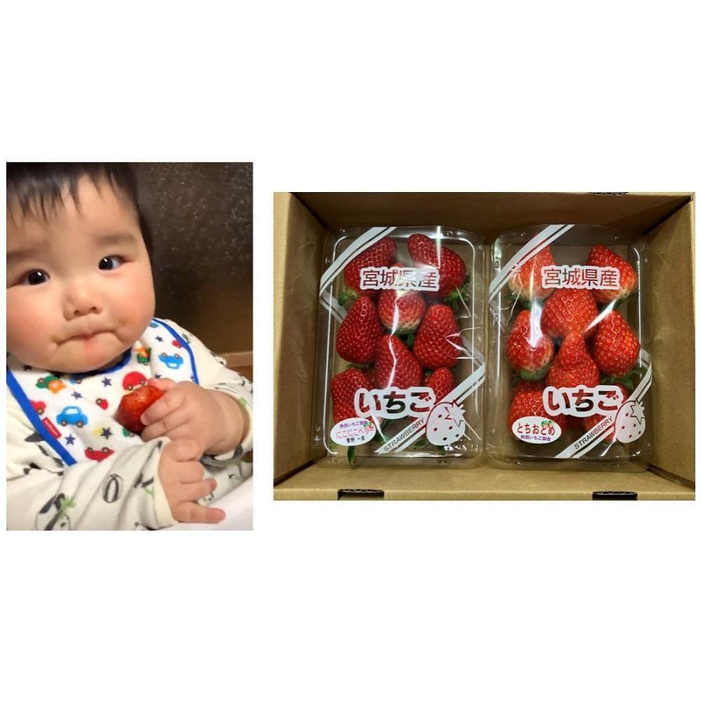 【ふるさと納税】【先行予約　JAみやぎ仙南】【容量選択可能】宮城県角田市産いちご　にこにこベリー・とちおとめ詰合せ　合計約500g or 1kg【2026年1月初旬より順次配送】 | イチゴ 苺 フルーツ 果物 くだもの 食品 人気 おすすめ 送料無料 サムネイル3
