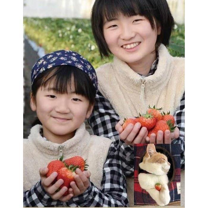 【ふるさと納税】【角田市産地直送】【容量選択可能】朝摘みいちご「とちおとめ」合計」合計約500g or約1kg | 苺 イチゴ 果物 くだもの フルーツ 先行予約 ご当地 お取り寄せ 産地直送 朝摘み 人気 おすすめ 宮城 サムネイル3