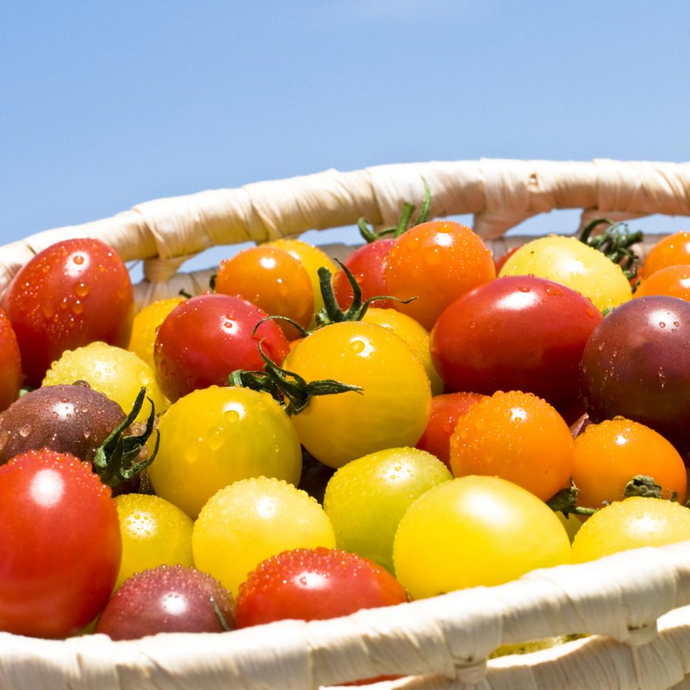 【ふるさと納税】【2026年発送分先行予約】角田産 新鮮！カラフル ミニトマト 1kg【2026年6月上旬より順次】 | 野菜 やさい ミニトマト 食品 人気 おすすめ - 画像3