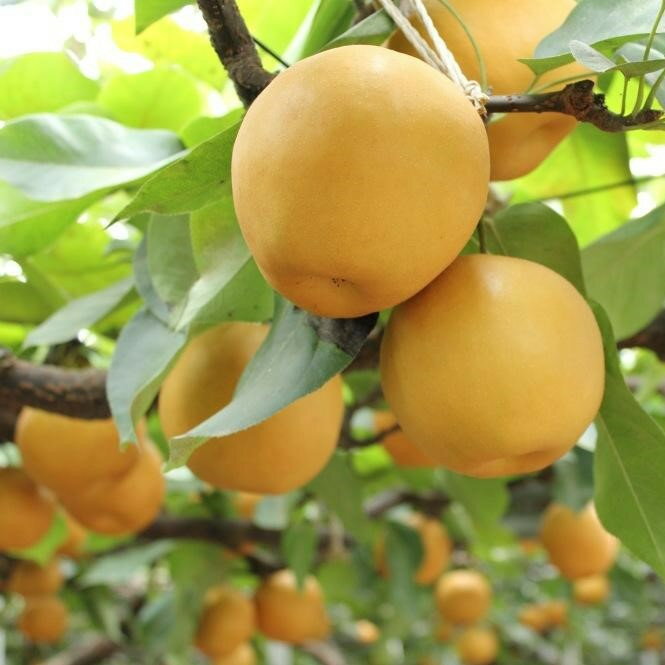 【ふるさと納税】梨「新高」約5kg（5～7玉入）【松崎果樹園】｜梨 ナシ こだわりの梨 フルーツ 果物 旬の梨 宮城県角田市 約5kg | フルーツ 果物 くだもの 食品 人気 おすすめ 送料無料 サムネイル2