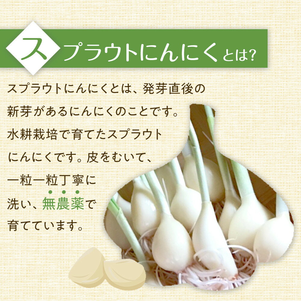 【ふるさと納税】スプラウトにんにく 12片　国産ホワイト六片使用、無農薬、水耕栽培 | 野菜 やさい 食品 人気 おすすめ 送料無料 - 画像2