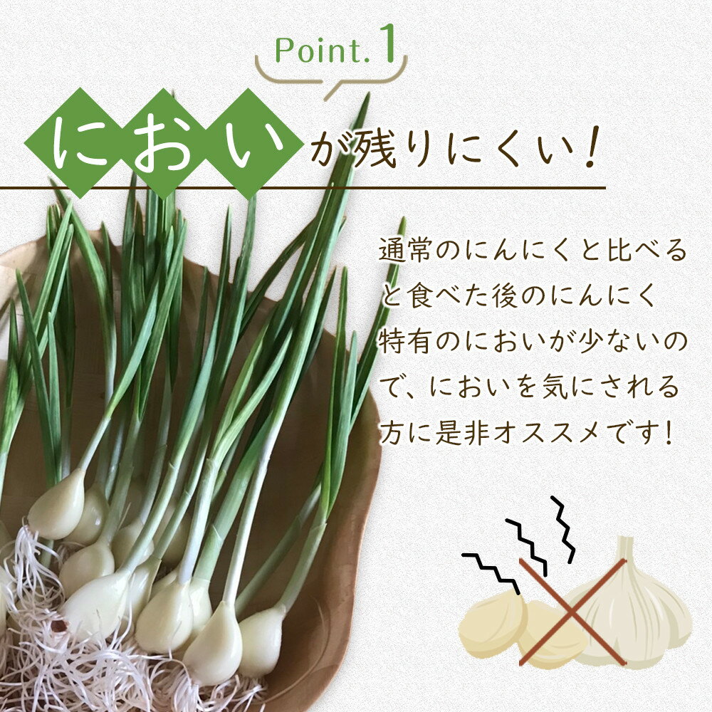 【ふるさと納税】スプラウトにんにく 12片　国産ホワイト六片使用、無農薬、水耕栽培 | 野菜 やさい 食品 人気 おすすめ 送料無料 - 画像3