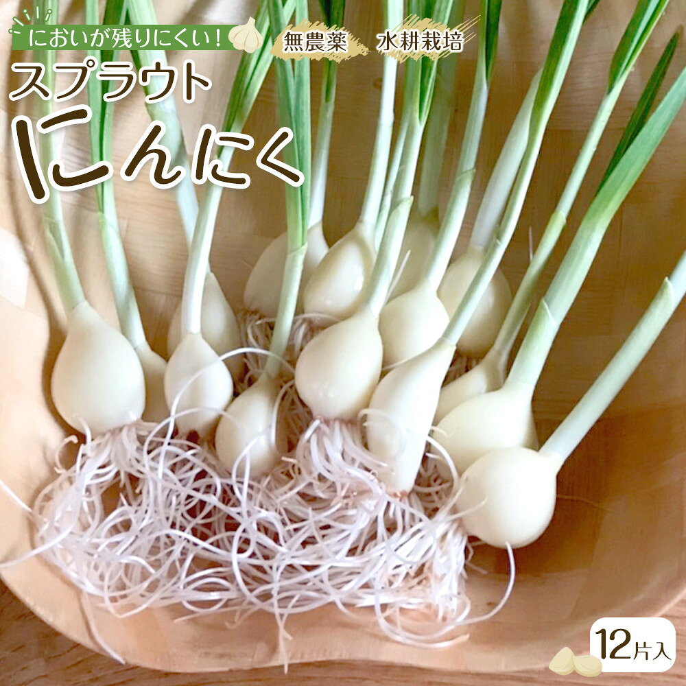 スプラウトにんにく 12片　国産ホワイト六片使用、無農薬、水耕栽培 | 野菜 やさい 食品 人気 おすすめ 送料無料