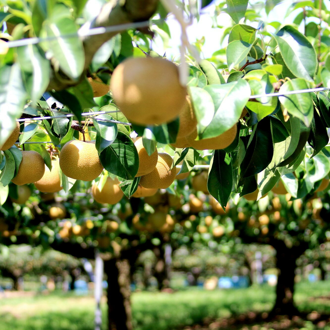 【ふるさと納税】【先行予約（2026年発送分）】【訳あり】旬の和梨　約5kg【吉川果樹園】｜梨 ナシ こだわりの梨 フルーツ 果物 旬の梨 宮城県角田市 約5kg | フルーツ 果物 くだもの 食品 人気 おすすめ 送料無料 - 画像2