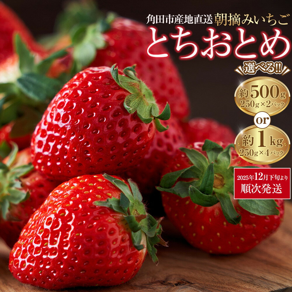 【角田市産地直送】【容量選択可能】朝摘みいちご「とちおとめ」合計」合計約500g or約1kg | 苺 イチゴ 果物 くだもの フルーツ 先行予約 ご当地 お取り寄せ 産地直送 朝摘み 人気 おすすめ 宮城