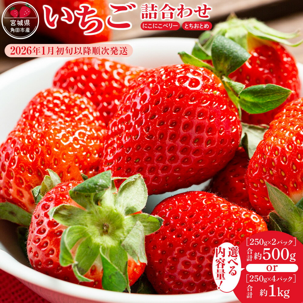 【先行予約　JAみやぎ仙南】【容量選択可能】宮城県角田市産いちご　にこにこベリー・とちおとめ詰合せ　合計約500g or 1kg【2026年1月初旬より順次配送】 | イチゴ 苺 フルーツ 果物 くだもの 食品 人気 おすすめ 送料無料