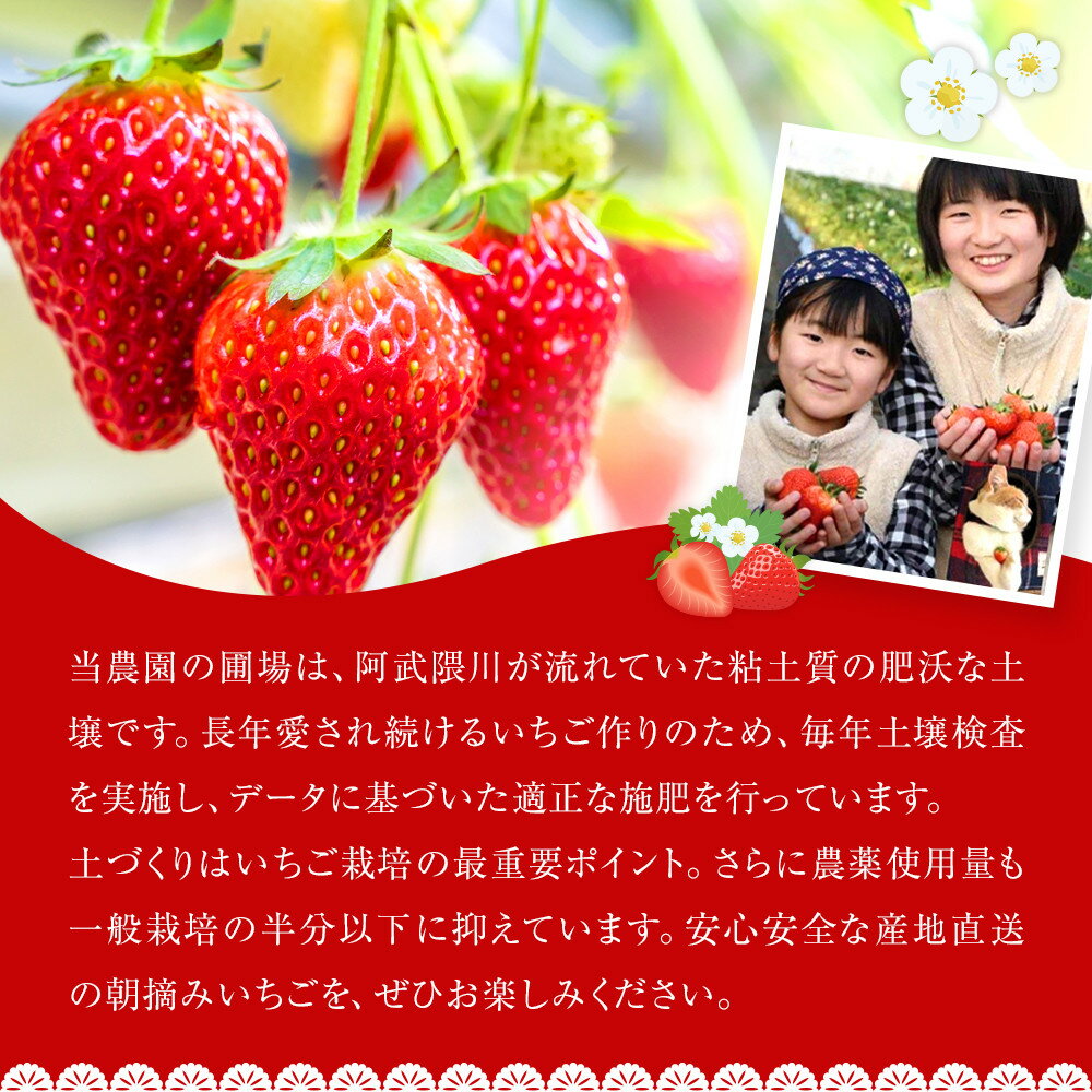 【ふるさと納税】【定期便2回】【角田市産地直送】朝摘みいちご「とちおとめ」合計約500g（250g×2パック） | 苺 イチゴ 果物 くだもの フルーツ 先行予約 ご当地 お取り寄せ 産地直送 朝摘み 人気 おすすめ 宮城 サムネイル2