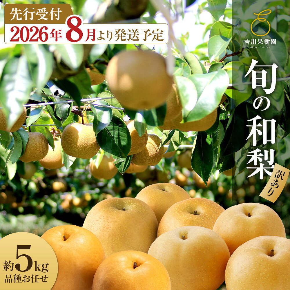 【先行予約（2026年発送分）】【訳あり】旬の和梨　約5kg【吉川果樹園】｜梨 ナシ こだわりの梨 フルーツ 果物 旬の梨 宮城県角田市 約5kg | フルーツ 果物 くだもの 食品 人気 おすすめ 送料無料