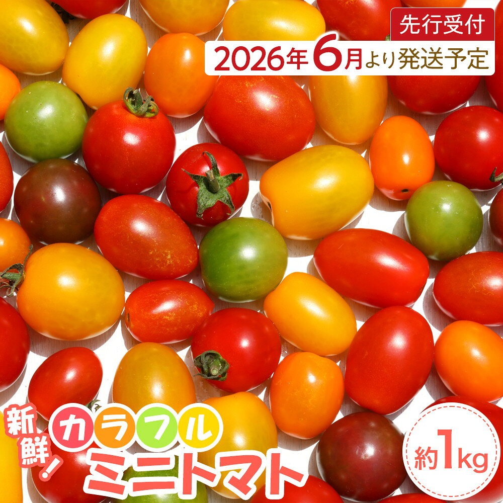 【2026年発送分先行予約】角田産 新鮮！カラフル ミニトマト 1kg【2026年6月上旬より順次】 | 野菜 やさい ミニトマト 食品 人気 おすすめ