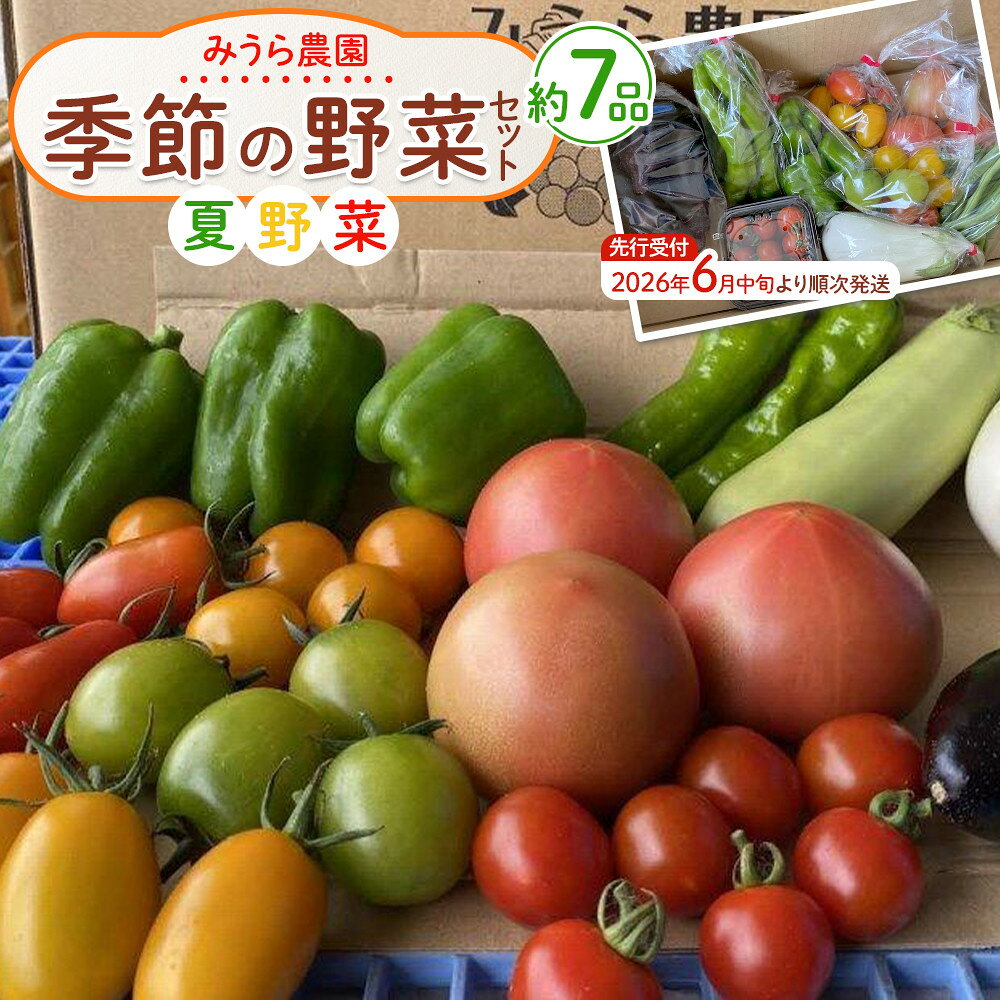 【2026年発送分先行予約】みうら農園 季節の野菜セット（夏野菜）【2026年6月中旬以降順次】 | 野菜 やさい 食品 人気 おすすめ 送料無料