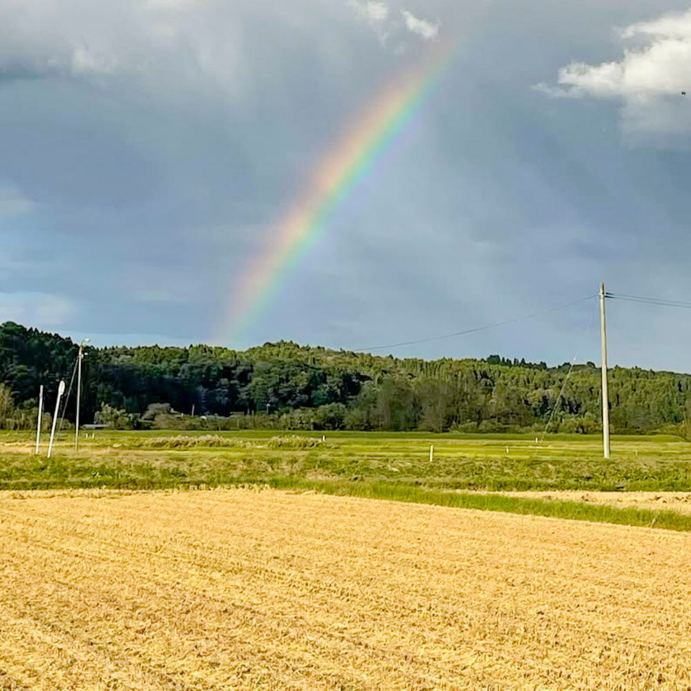 【ふるさと納税】《令和7年産》【白米】栗原市産 だて正夢 【選べる容量5kg／10kg／20kg】 精米 ブランド米 黒澤農産 宮城県 栗原市 - 画像2