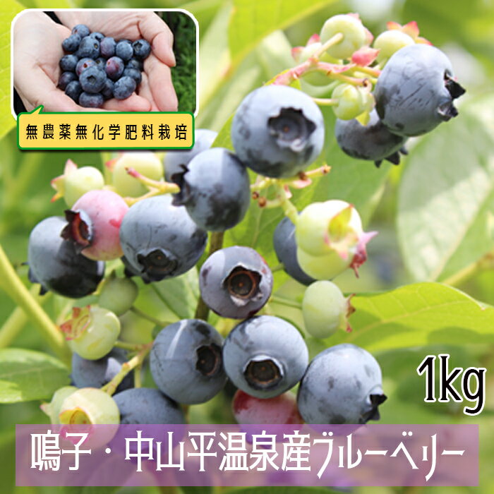 無農薬無化学肥料栽培 鳴子・中山平温泉産ブルーベリー1kg