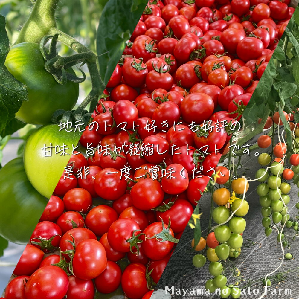 【ふるさと納税】宮城県大崎市産｜まやまのニコニコフルーツトマト詰め合わせ 約1.5kg【第3回トマト選手権 最高金賞受賞｜先行予約受付中｜2026年発送】 - 画像3