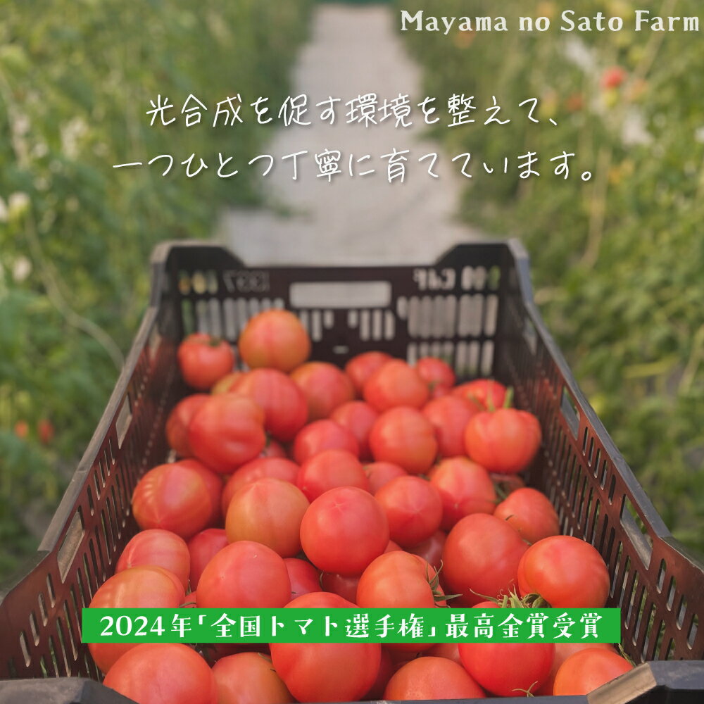 【ふるさと納税】宮城県大崎市産｜まやまのニコニコフルーツトマト詰め合わせ 約1.5kg【第3回トマト選手権 最高金賞受賞｜先行予約受付中｜2026年発送】 - 画像2