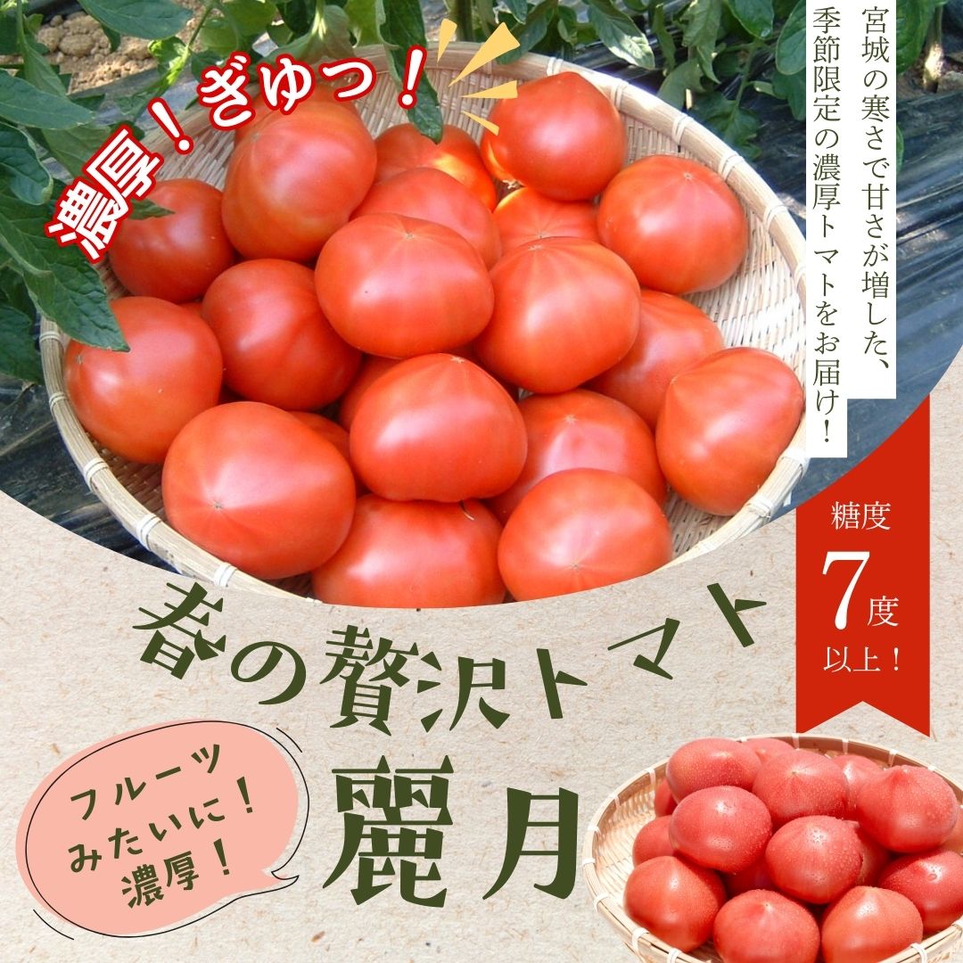 【ふるさと納税】【糖度7度以上】麗月トマト 1kg｜冬期育ちの濃厚な甘み・産地直送の完熟トマト - 画像2