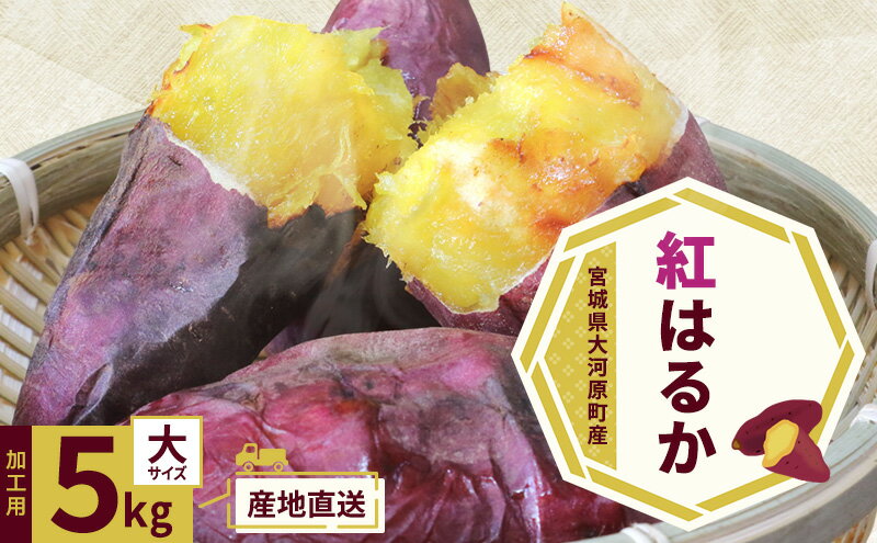 【ふるさと納税】さつまいも 約5kg 紅はるか 加工用 大きいサイズ サツマイモ 宮城県産 甘い 秋 冬 スイーツ いも 産地直送 宮城県 大河原町　お届け：2026年11月1日～2027年2月28日 - 画像2