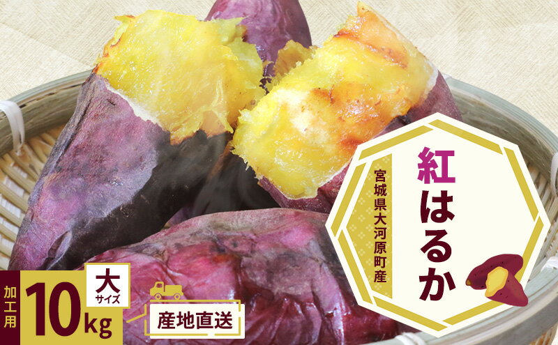 【ふるさと納税】さつまいも 約10kg 紅はるか 加工用 大きいサイズ サツマイモ 宮城県産 甘い 秋 冬 スイーツ いも 産地直送 宮城県 大河原町　お届け：2026年11月1日～2027年2月28日 - 画像2